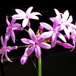 Tulbaghia violacea 花