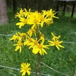 Tephroseris helenitis Flower