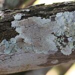 Monanthotaxis obovata Bark
