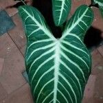 Caladium lindenii برگ