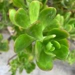 Sedum praealtum Cvet