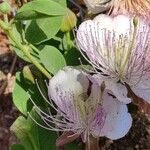 Capparis spinosaFlower