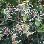 Clematis vitalba Ffrwyth