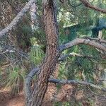 Pinus montezumae Kéreg
