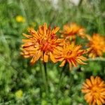 Crepis aureaFlors