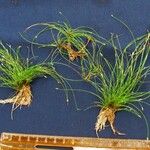 Eleocharis retroflexa Egyéb