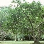 Ficus hispida Habitus