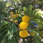 Acacia farnesiana Blodyn