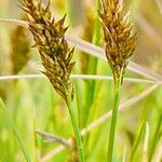 Carex appropinquata Hoja