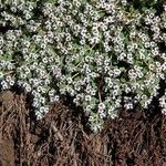Euphorbia albomarginata Blomma