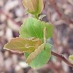 Spiraea betulifolia 葉