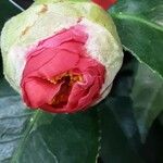 Camellia japonica 花