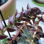 Crassula capitella Blad