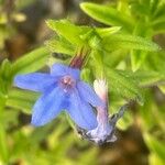 Glandora prostrata 花