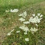 Daucus carotaFiore