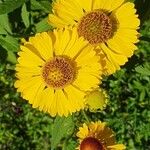 Helenium autumnale L.Virág