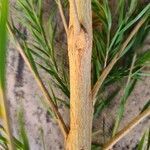 Melaleuca alternifolia Kabuk