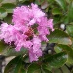 Lagerstroemia indicaBlüte