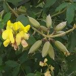 Crotalaria micans Цветок