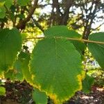 Hamamelis virginiana Folio