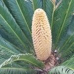 Cycas revoluta花