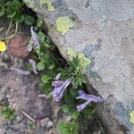 Corydalis alpestris Blüte