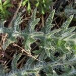 Cirsium ferox Leaf