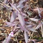 Tradescantia pallidaFeuille