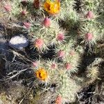 Cylindropuntia acanthocarpa Virág