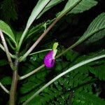 Impatiens niamniamensis Habit