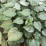 Alocasia cucullata 葉