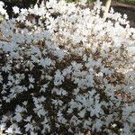Rhododendron wadanum Pokrój