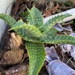 Aloe maculata Лист