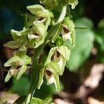 Epipactis muelleri Flower