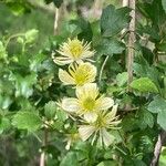 Clematis lasiantha Flor