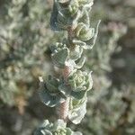 Atriplex glauca Máis