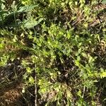 Asperugo procumbens Blad