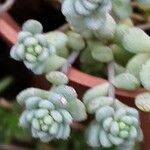 Sedum dasyphyllum पत्ता