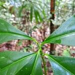 Brunfelsia guianensis Φύλλο