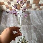 Limonium virgatum Квітка