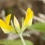 Lotus arinagensis
