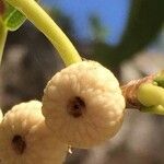 Ficus salicifolia Fruit