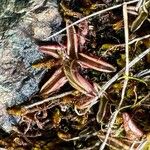 Pinguicula alpinaLeaf