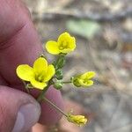 Diplotaxis tenuifoliaFleur