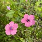 Linum pubescens 花