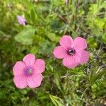 Linum pubescens ফুল