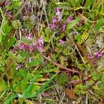 Lamium amplexicaule Hábito