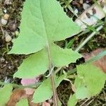 Lactuca muralis Leaf