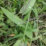 Emilia fosbergii Leaf