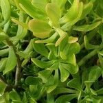 Sedum spathulifolium Liść